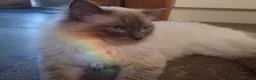 Ragdoll cats for sale: Cosmo - Advert 4