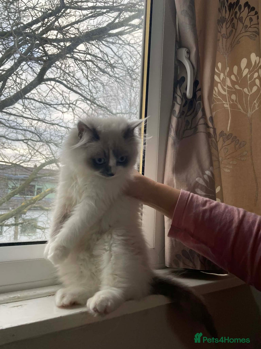 Ragdoll cats for sale: Ragdoll kitten for sale - Advert 4