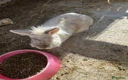 Lionhead rabbits for sale: Free to good home - Image 6