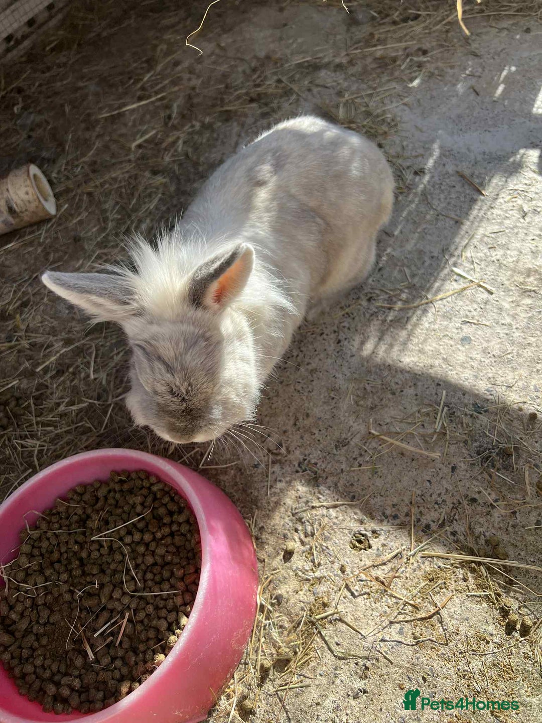Lionhead rabbits for sale: Free to good home - Image 6