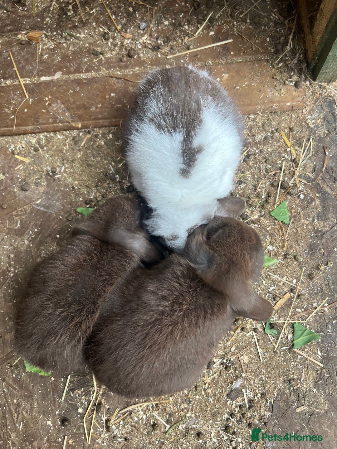 Mini Lop rabbits for sale: 3 babies left - Image 2