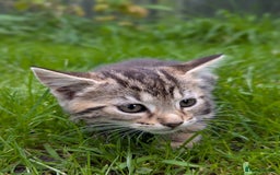 European cats for sale: Beautiful, friendly and playful kittens - Image 16
