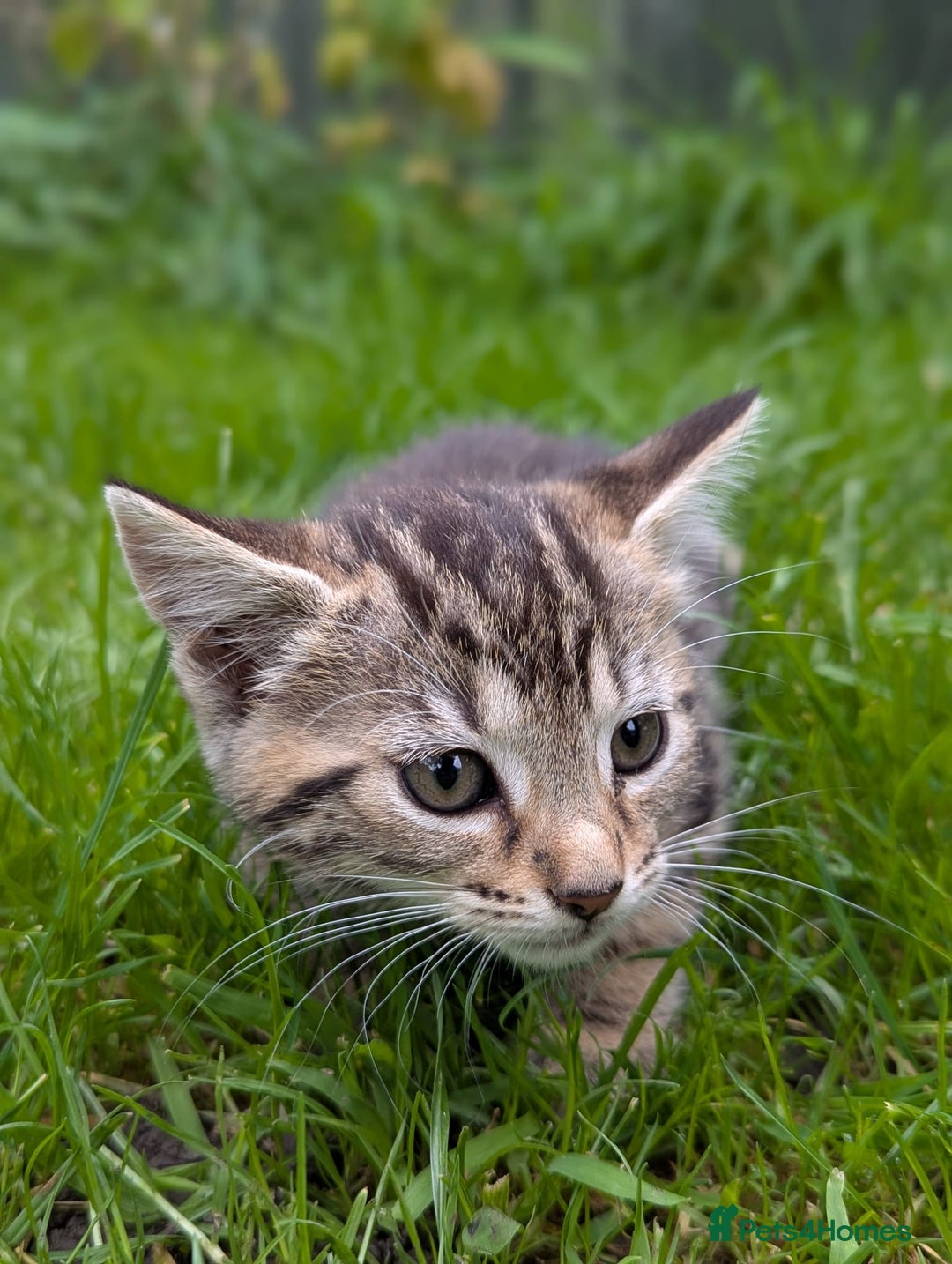 European cats for sale: Beautiful, friendly and playful kittens - Image 16
