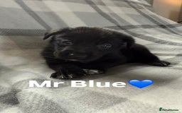 Mixed Breed dogs for sale: 10 RARE hybrid huskypoo’s!!! - Image 10