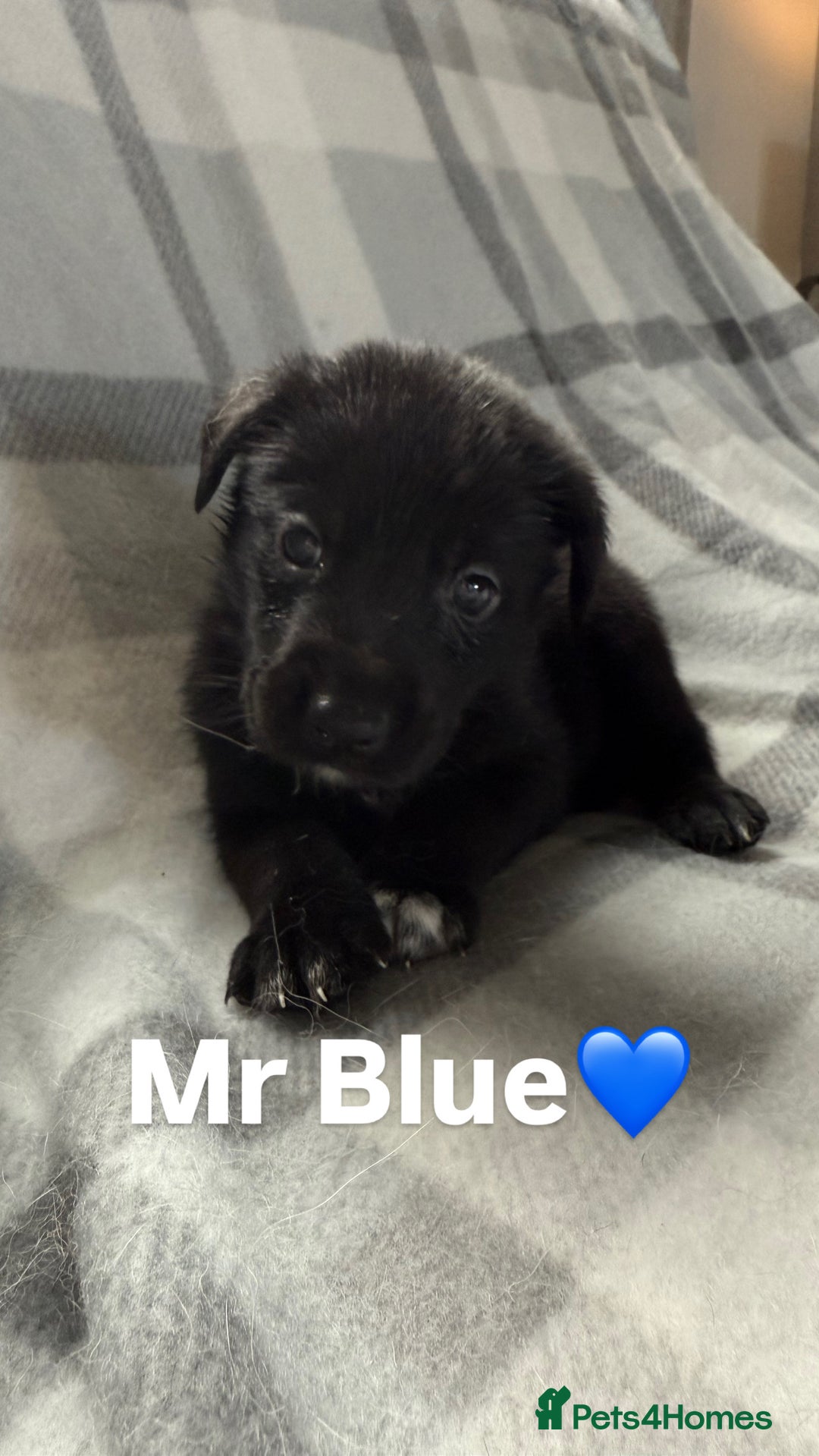 Mixed Breed dogs for sale: 10 RARE hybrid huskypoo’s!!! - Image 10