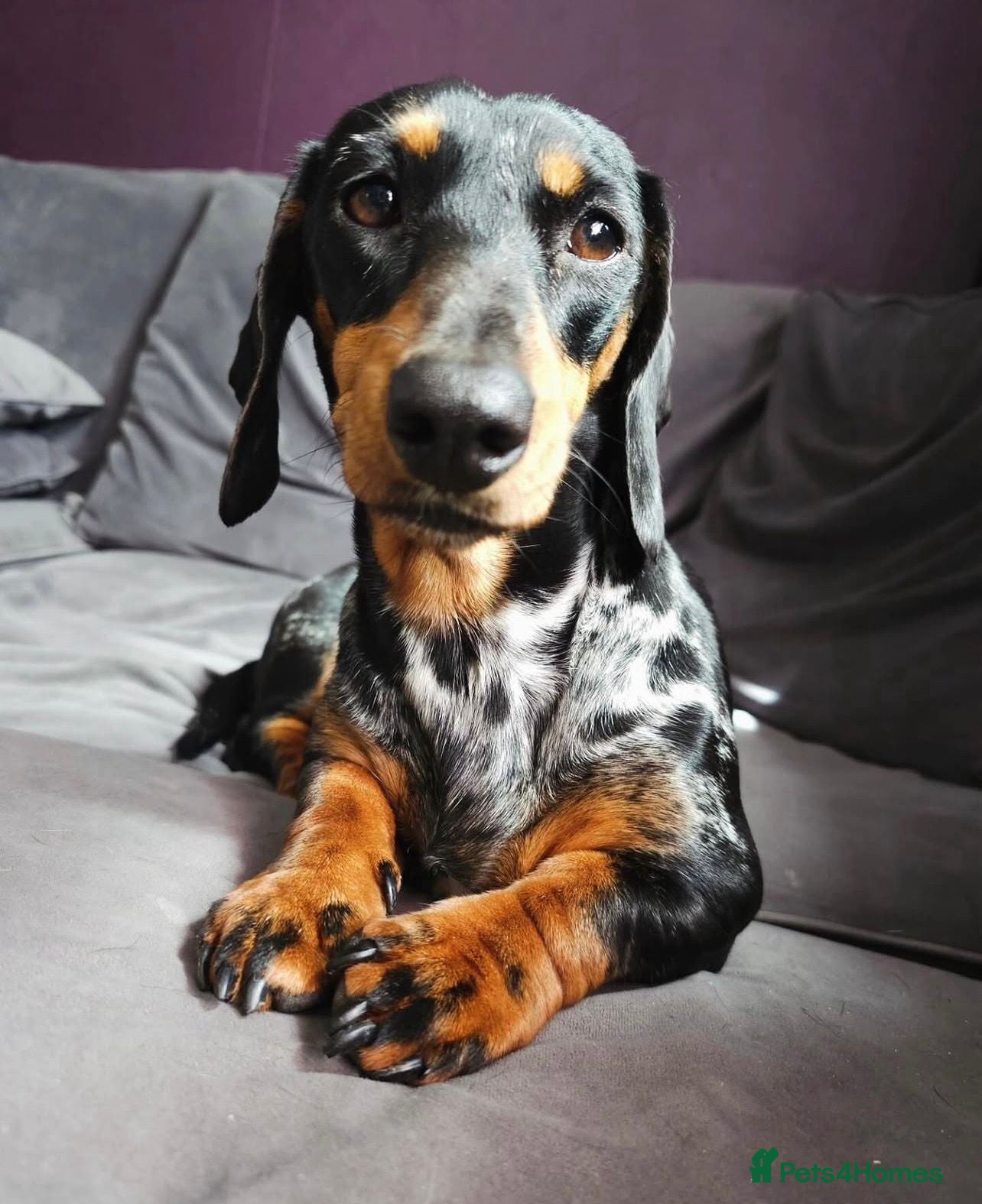 Mixed Breed dogs Daschund X Pug - Advert 1