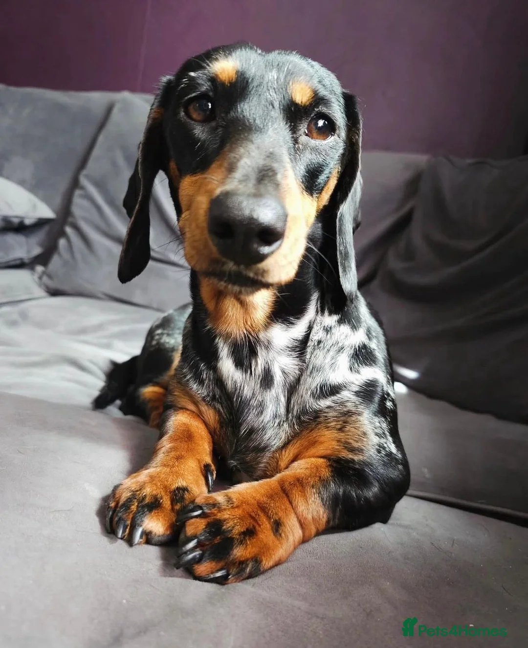 Mixed Breed dogs for sale: Daschund X Pug - Advert 1