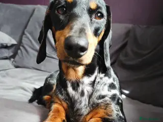 Mixed Breed dogs Daschund X Pug - Advert 1