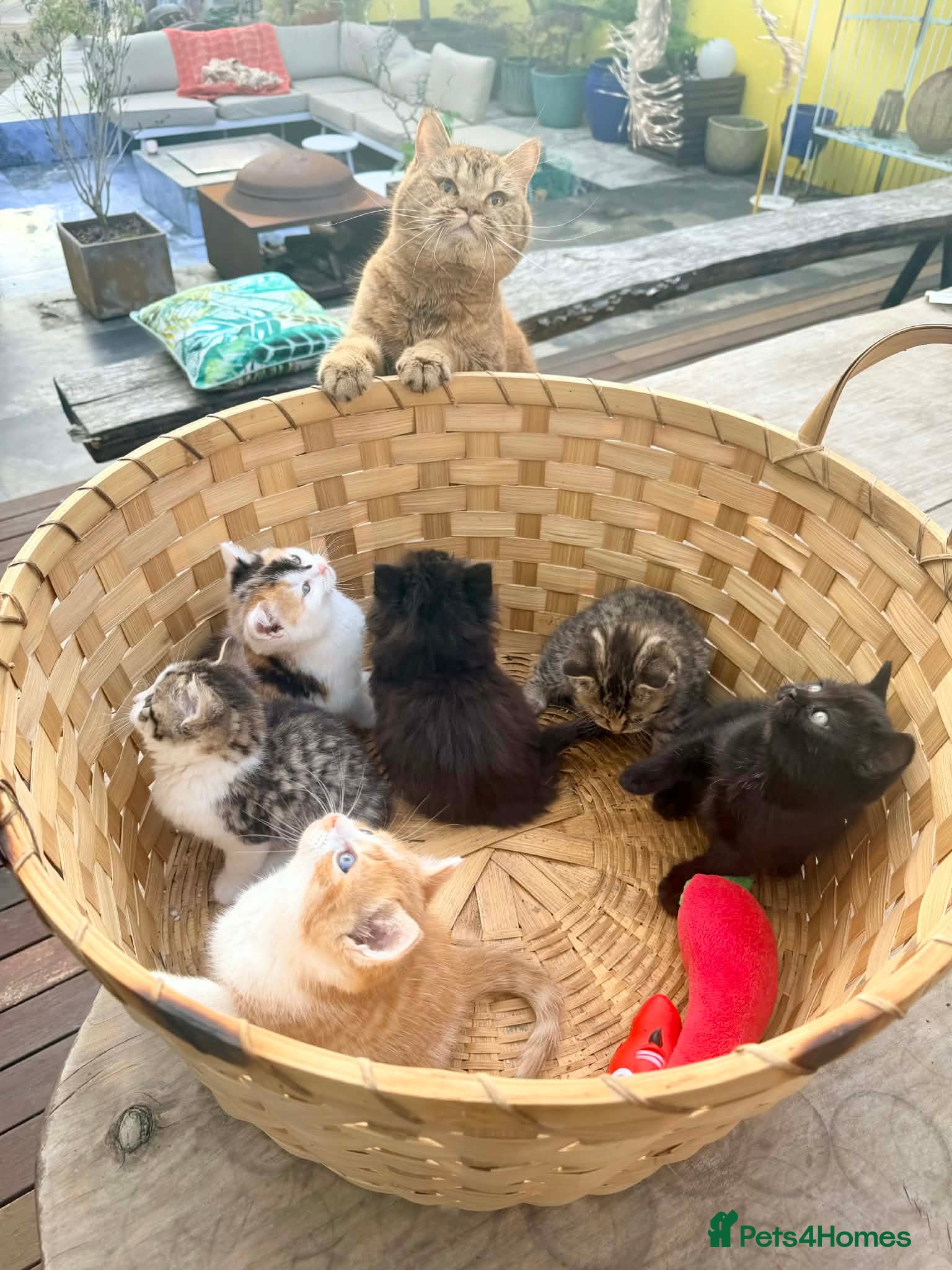 British Shorthair cats Stunning British Shorthair Kittens Ready Now! - Advert 1