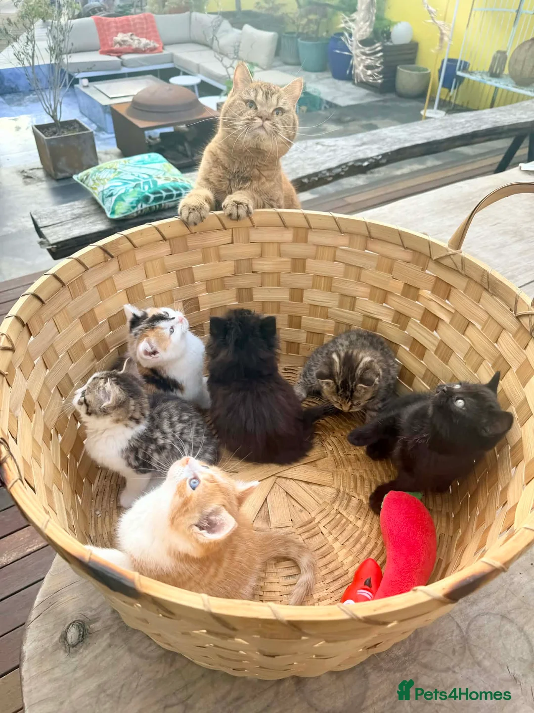 British Shorthair cats for sale: Stunning British Shorthair Kittens Ready Now! - Advert 1