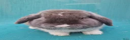 Mini Lop rabbits for sale: Male mini lop rabbits. Exceptionally well bred!  - Advert 25