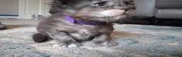 Maine Coon cats for sale: Maine Coon kittens ( 3weeks old ) - Advert 6