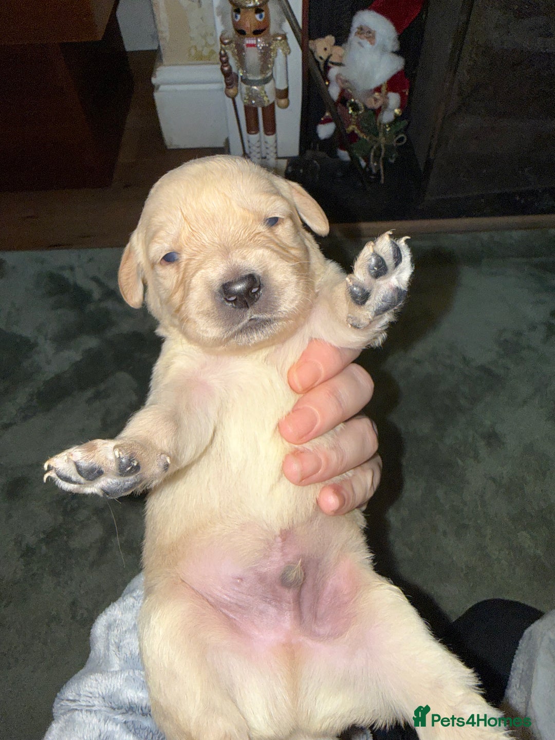 Goldador dogs for sale: 8 beautiful golden retriever x red lab puppies  - Advert 29
