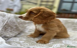 Cocker Spaniel dogs for sale: Stunning KC registered Working Cocker Spaniels  - Image 26