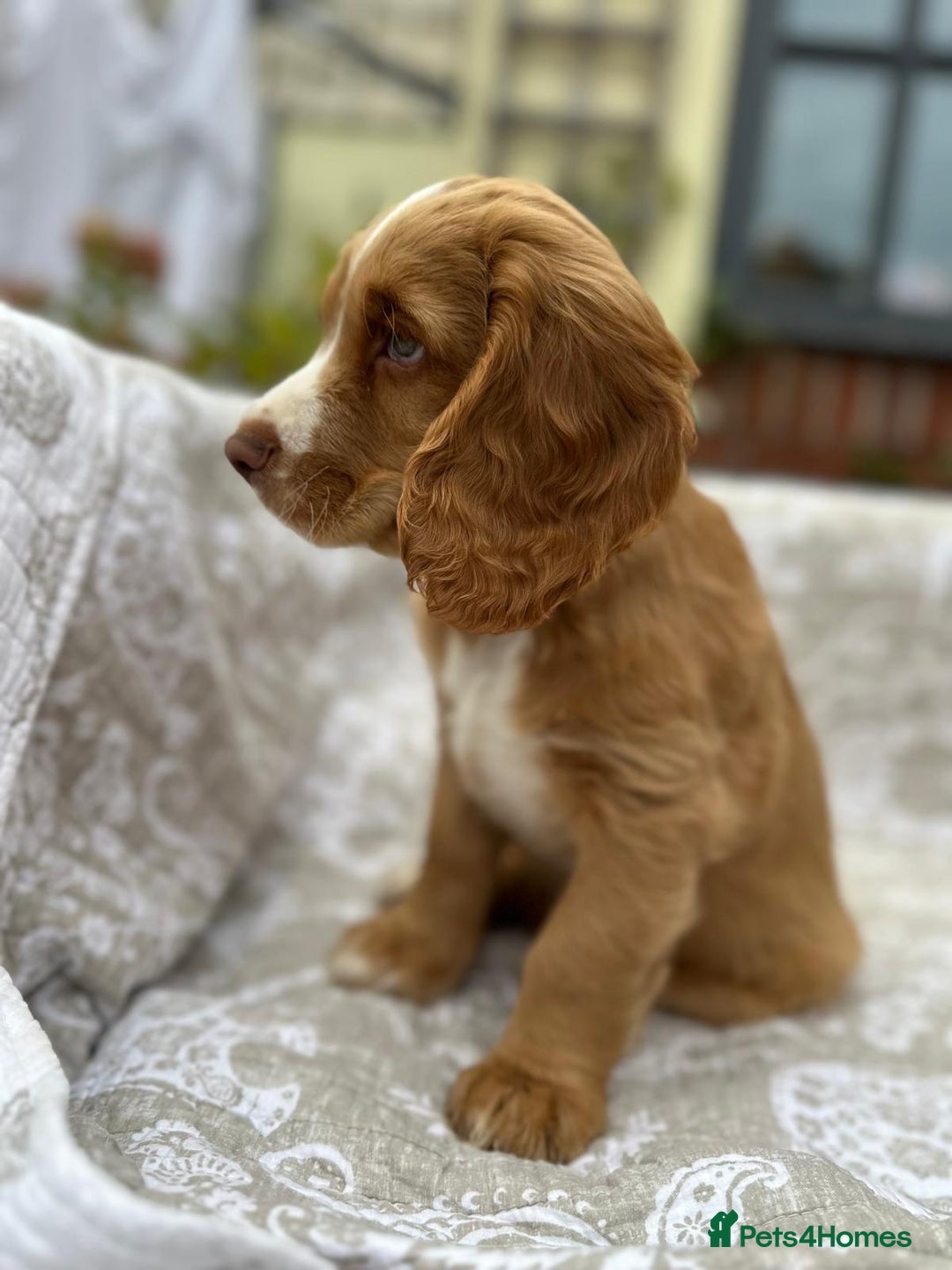Cocker Spaniel dogs for sale: Stunning KC registered Working Cocker Spaniels  - Image 26