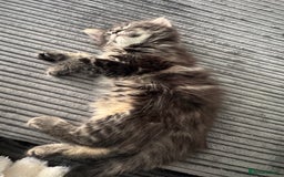Mixed Breed cats for sale: 3 beautiful fluffy kittens  - Image 1