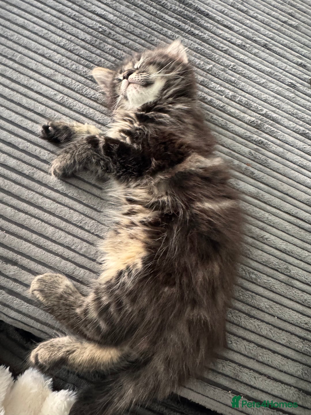 Mixed Breed cats for sale: 3 beautiful fluffy kittens  - Image 1