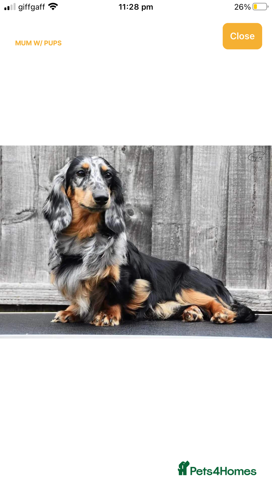 Miniature Dachshund dogs for sale:  long haired miniature dachshund male KC registere - Advert 39