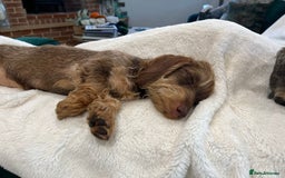 Dachshund dogs for sale: Wire hair Pups Pending - Image 8