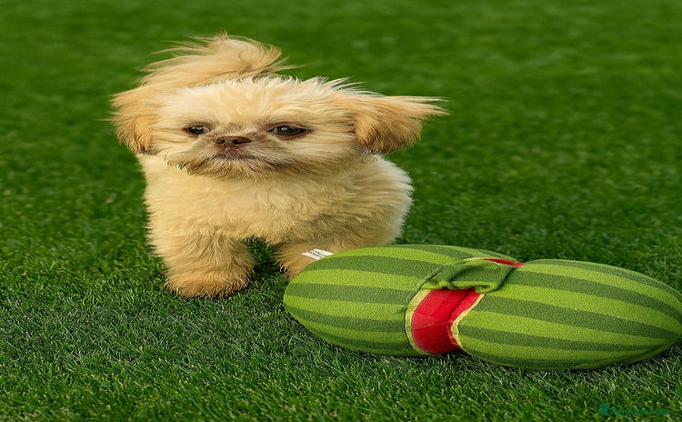 Shih Tzu dogs - Advert 2