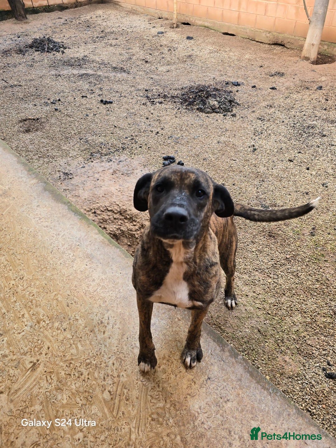 Mixed Breed dogs for adoption: ‼️🚨URGENT🚨‼️ ALMA🩷🐾 - Advert 3