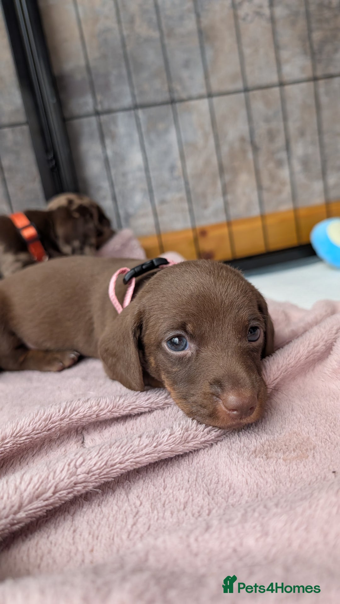 Dachshund dogs for sale: Two girls for sale - Image 7