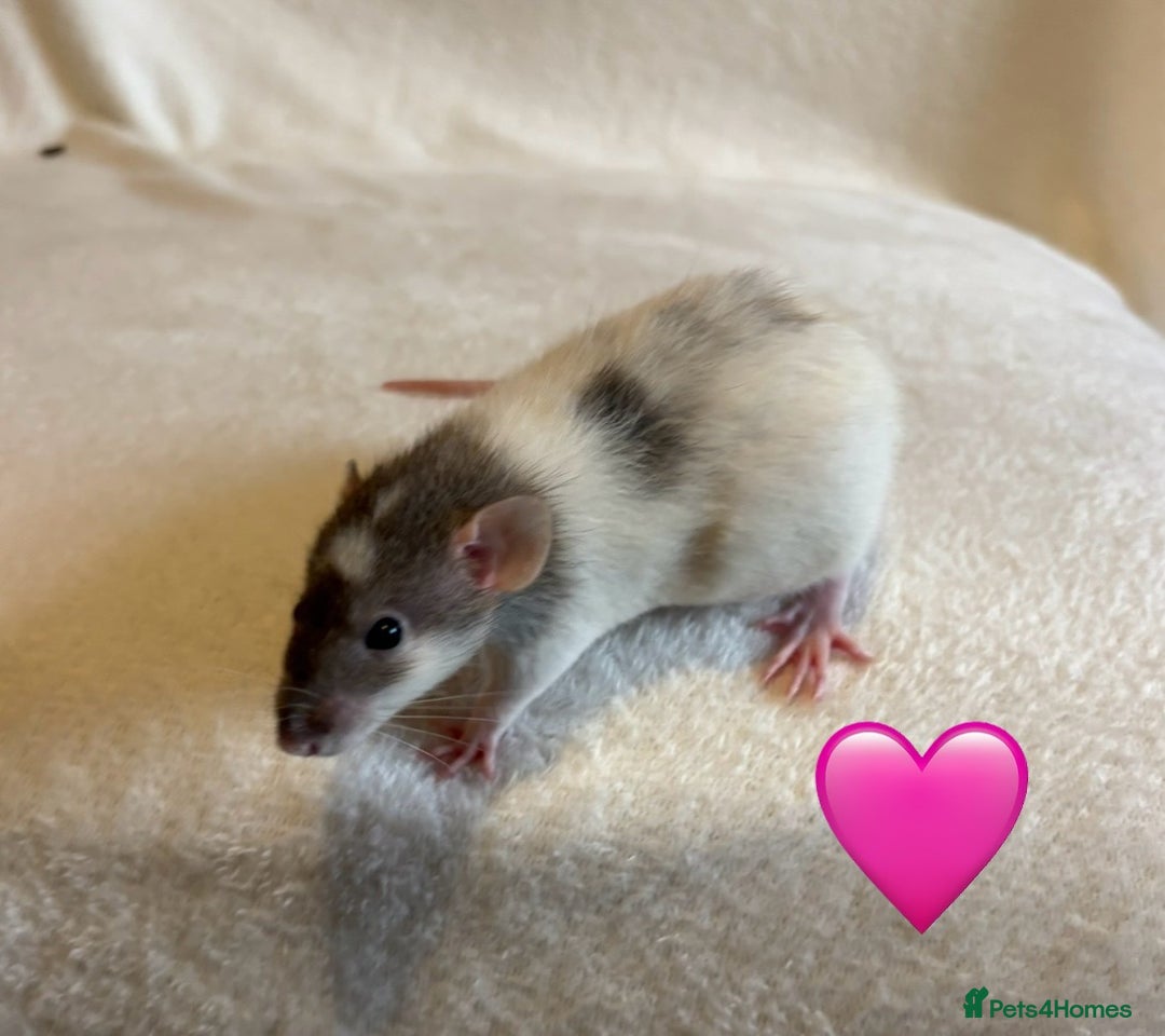 Rat rodents for sale: Baby Dumbo rats for sale - Advert 1