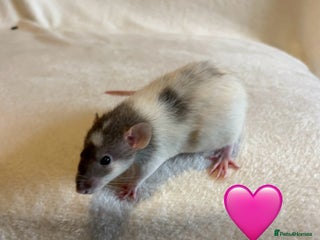 Rat rodents Baby Dumbo rats for sale - Advert 1