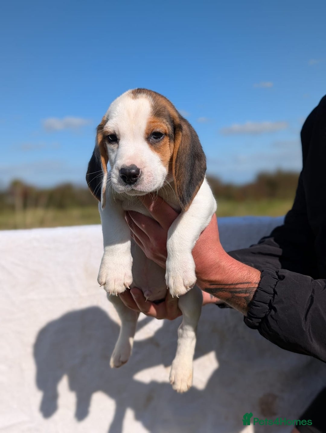 Beagle Puppy Best Dog For Little Boy Beagle Price In Mumbai Saee