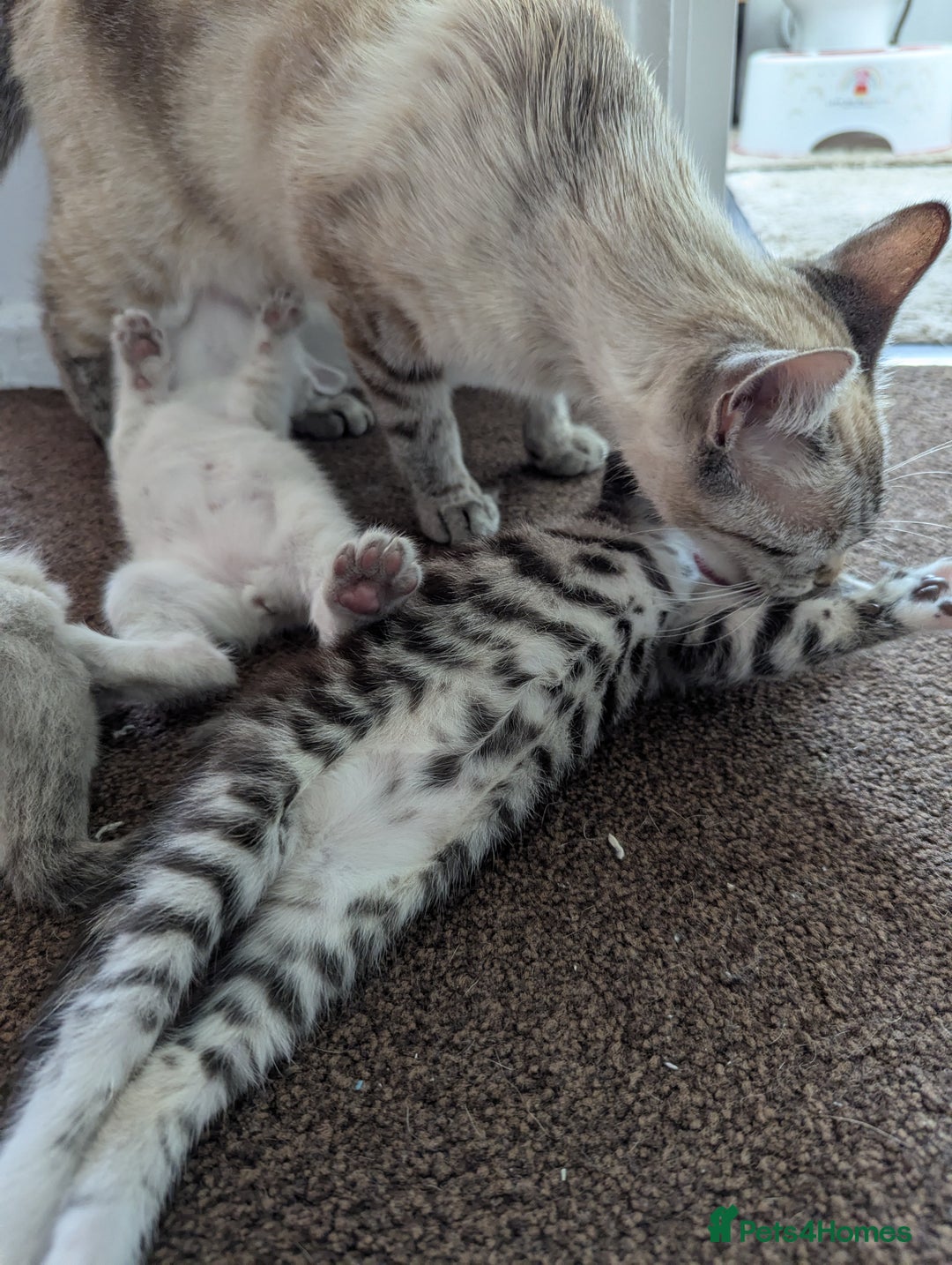 Ojos Azules cats for sale: beautiful Male Kitten - Image 14