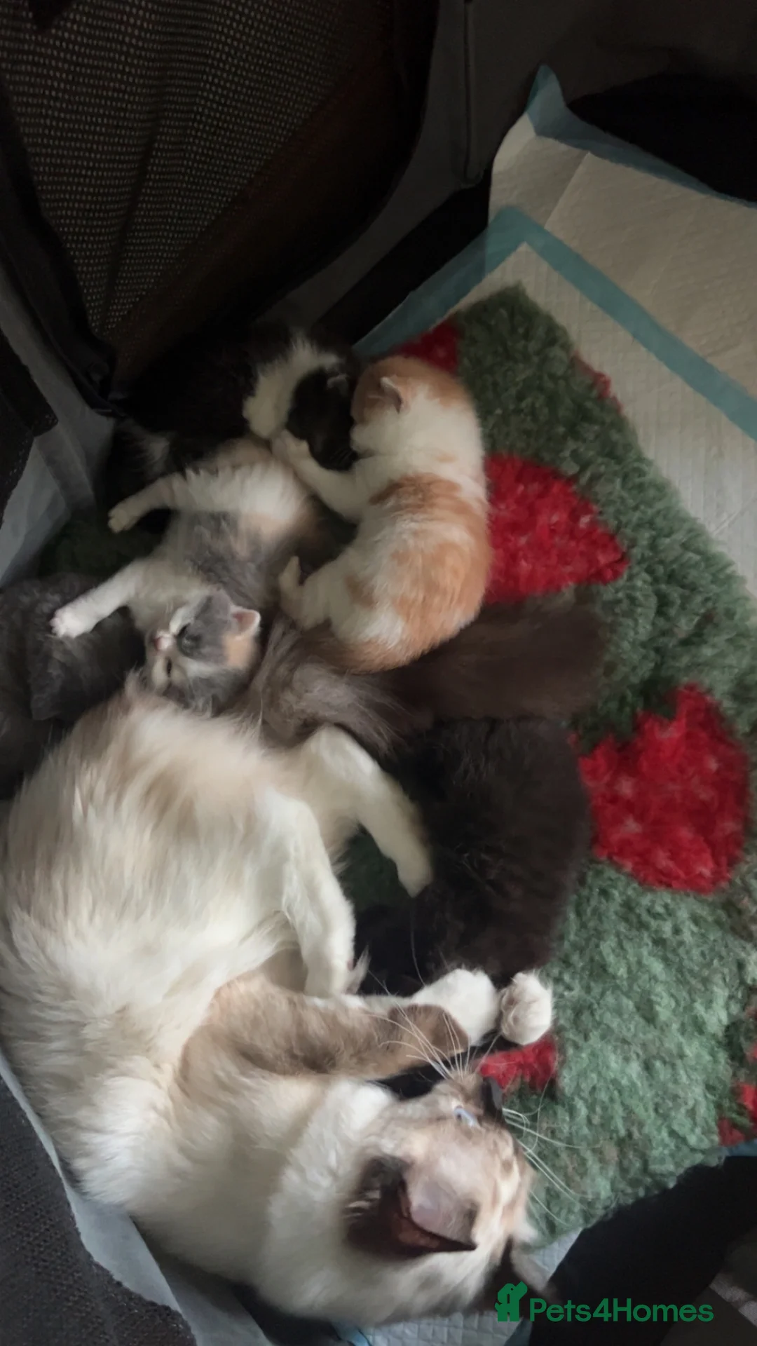 British Shorthair cats for sale: British short hair kittens  - Advert 8