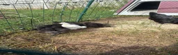 Chickens poultry for sale: Bantam chicks for sale  - Advert 1