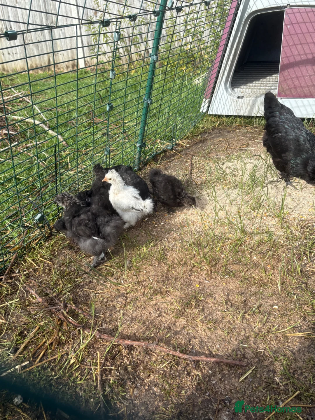 Chickens poultry for sale: Bantam chicks for sale  - Advert 1