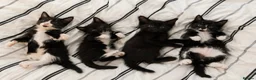 Mixed Breed cats for sale: Tuxedo kittens - Advert 1