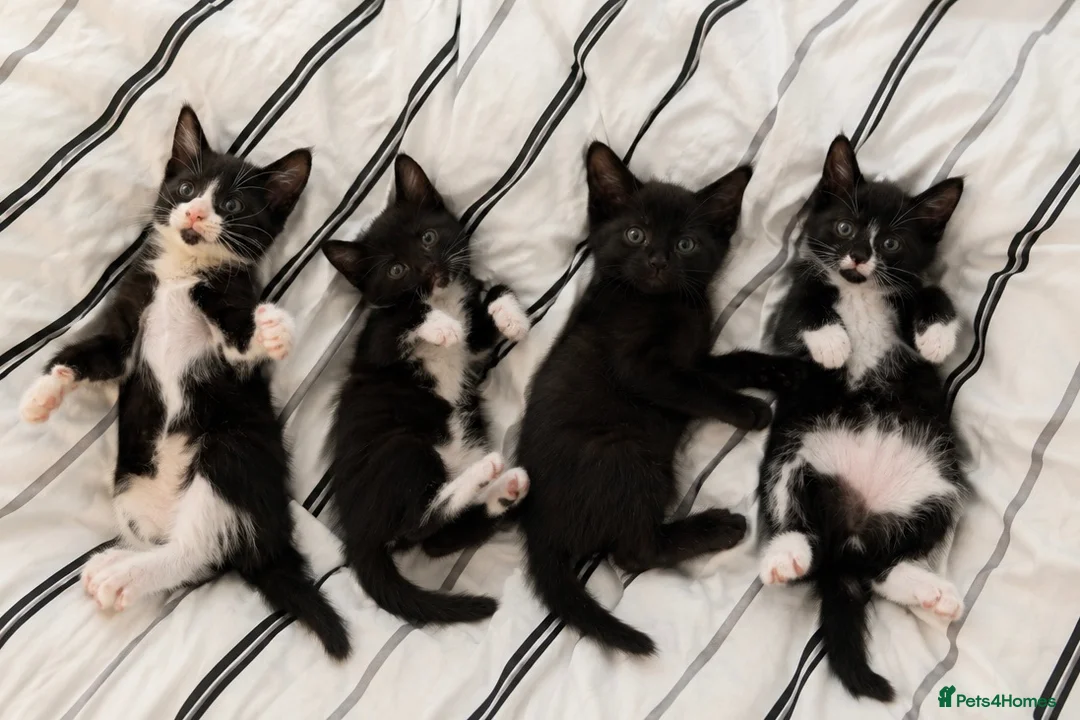 Mixed Breed cats for sale: Tuxedo kittens - Advert 1
