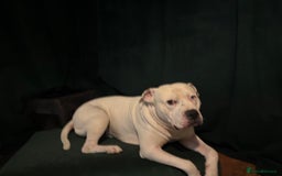 American Bulldog dogs for stud: Classic American bull 🇺🇸  - Image 7