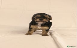 Yorkiepoo dogs for sale: Tiny Yorkipoos beautiful fluff balls puppies - Image 26