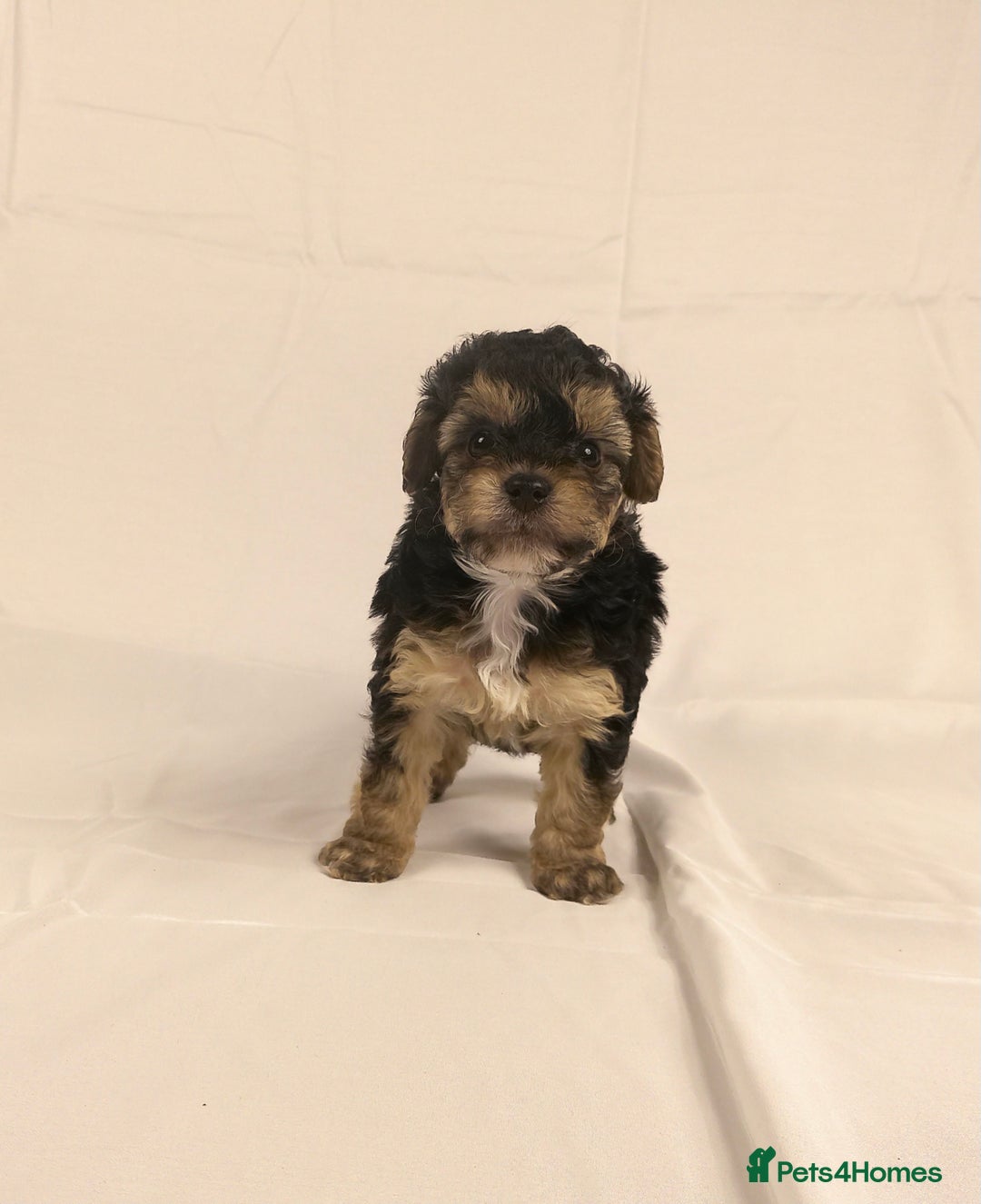 Yorkiepoo dogs for sale: Tiny Yorkipoos beautiful fluff balls puppies - Image 26