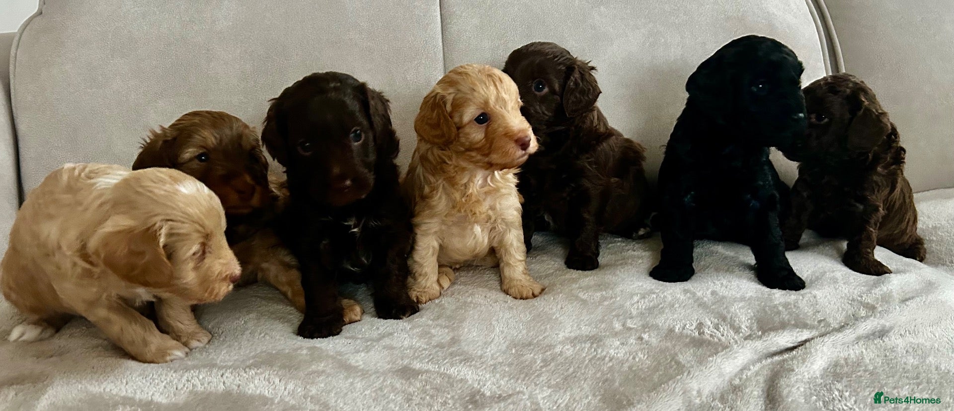 Cockapoo dogs for sale: 🤎7 puppies 🐶 for sale 🤎 stunning parents 🤎🤎 - Advert 1