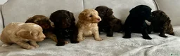 Cockapoo dogs for sale: 🤎7 puppies 🐶 for sale 🤎 stunning parents 🤎🤎 - Advert 1