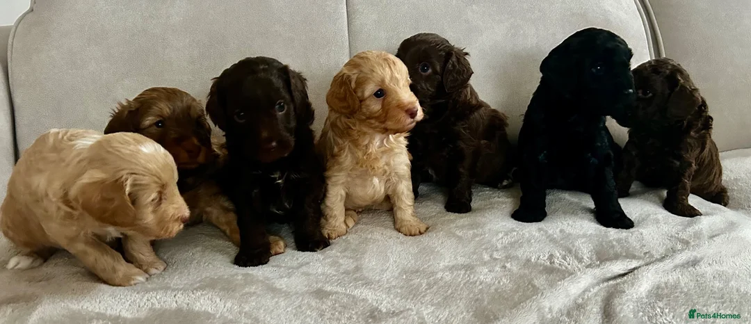 Cockapoo dogs for sale: 🤎7 puppies 🐶 for sale 🤎 stunning parents 🤎🤎 - Advert 1