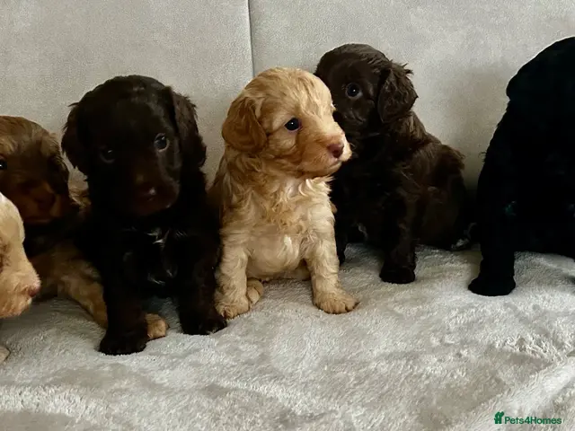Cockapoo dogs for sale: 🤎7 puppies 🐶 for sale 🤎 stunning parents 🤎🤎 - Advert 1