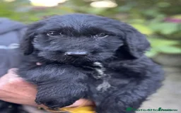 Labradoodle dogs for sale: Fully Vaccinated, Lab x Australian Labradoodles  - Image 7