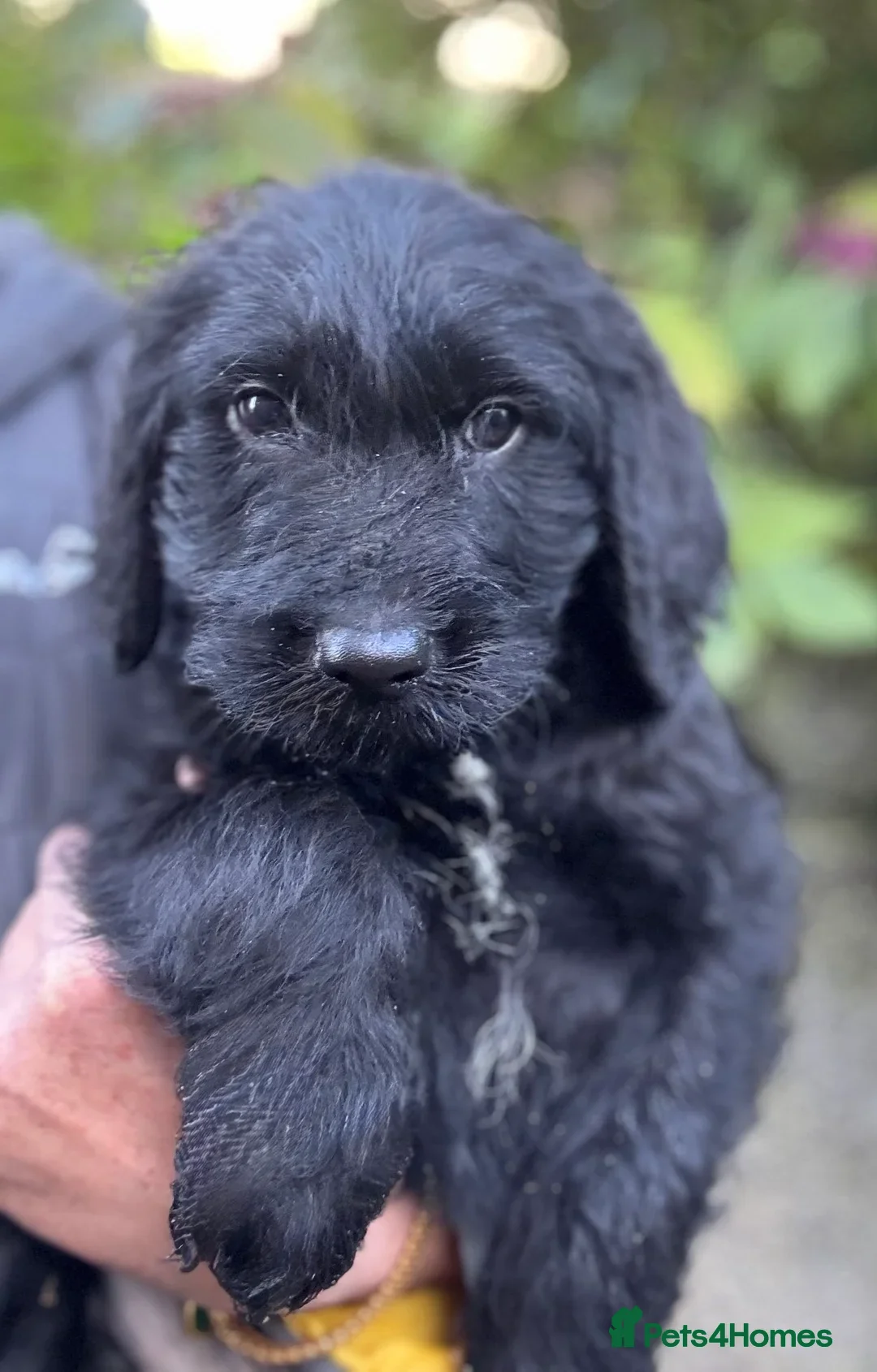 Labradoodle dogs for sale: Fully Vaccinated, Lab x Australian Labradoodles  - Image 7