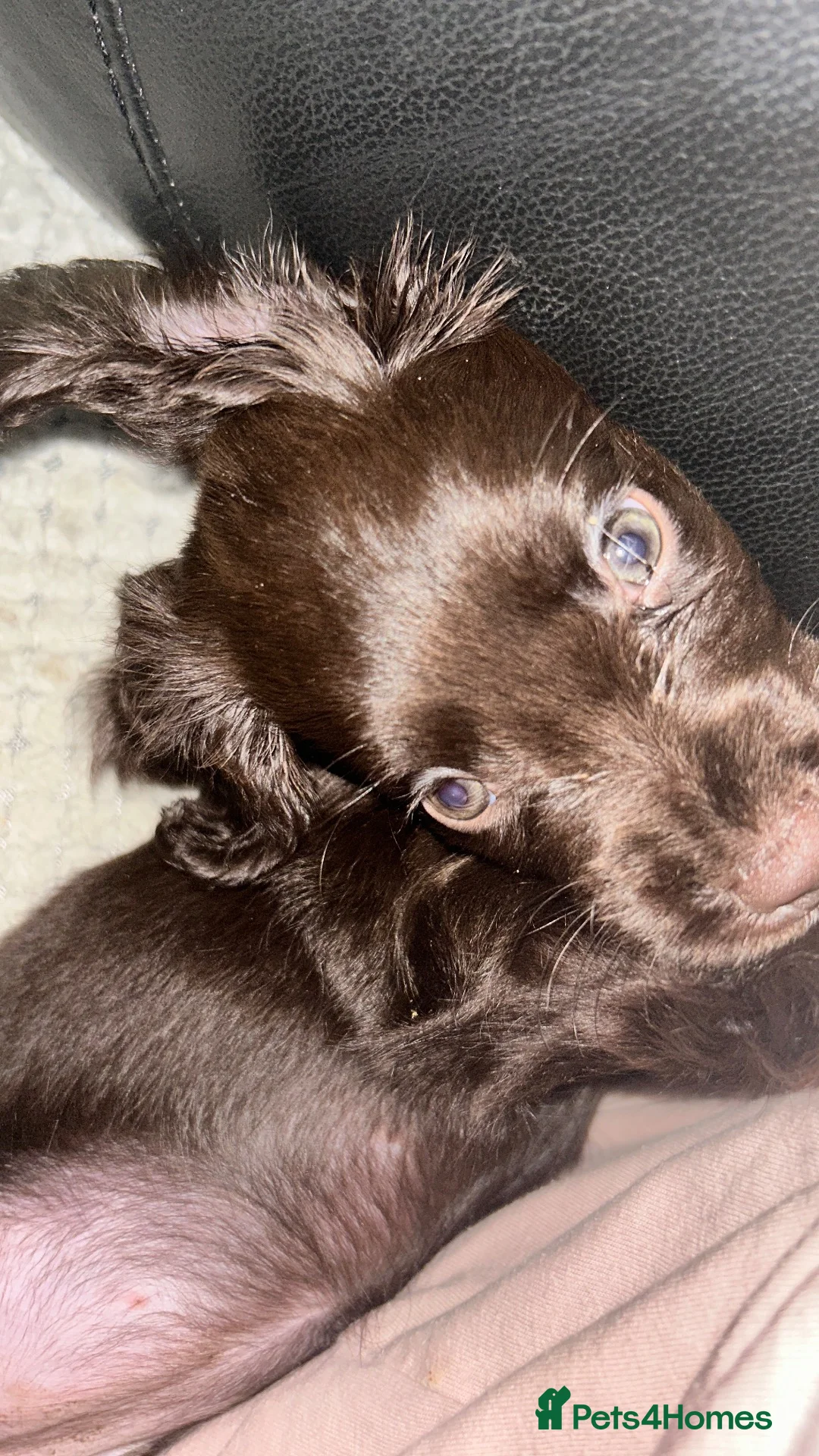 Sprocker dogs for sale: Dinky Daisy sprocker in Skelmersdale - Advert 2
