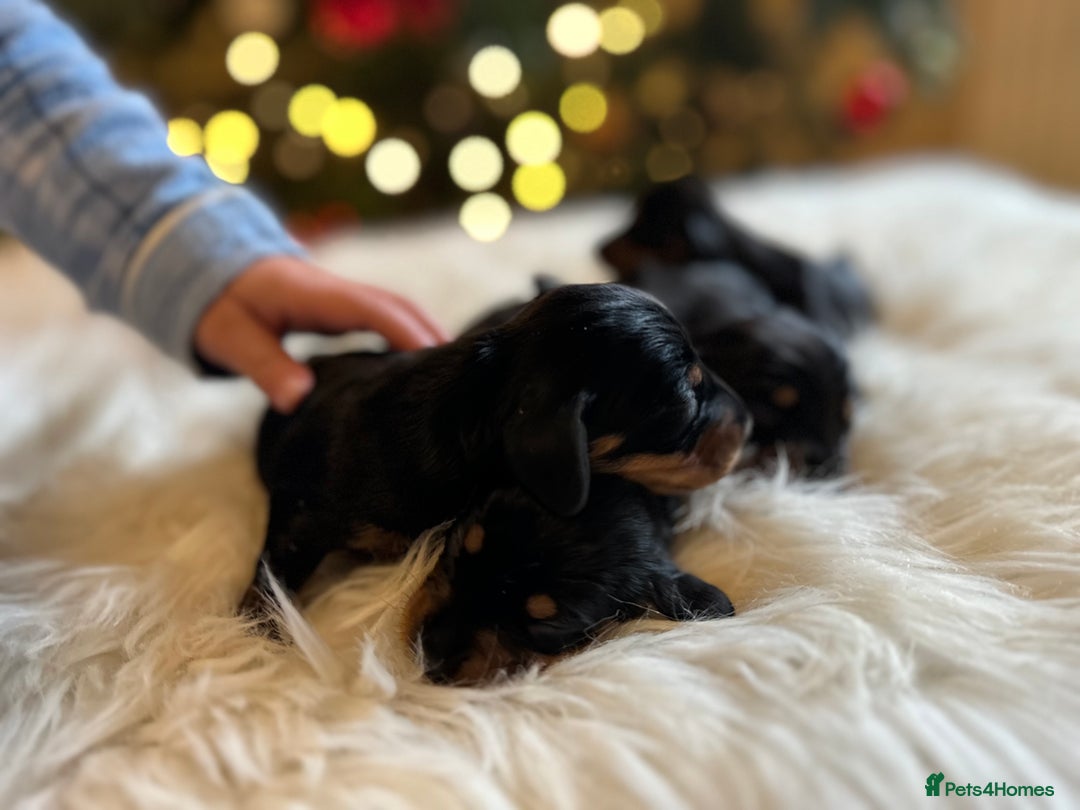 Miniature Dachshund dogs for sale: Show Quality IVDD screened KC Reg Mini Smooths  - Advert 11