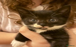 Mixed Breed cats for sale: Beautiful kittens  - Image 2