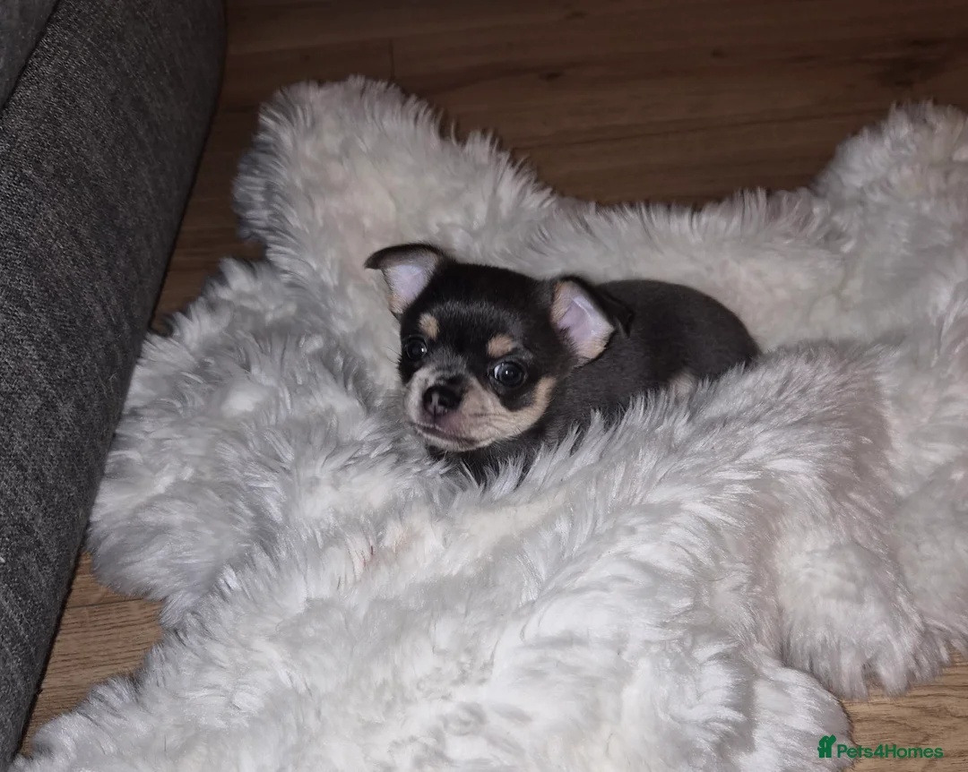 Chihuahua dogs for sale: 3 boy chihuahuas  - Advert 9