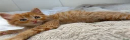 Mixed Breed cats for sale: 4 Ginger Boys, 2 Tortie cats  - Advert 8
