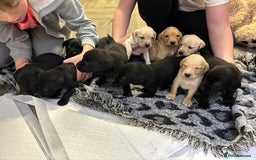 Labrador Retriever dogs for sale: Stunning lab pups - Advert 4